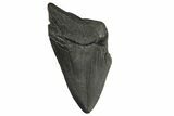 Bargain, Fossil Megalodon Tooth - South Carolina #172168-1